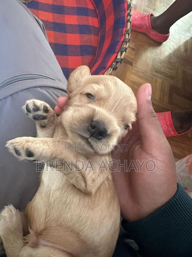1-3 months Female Purebred Cocker Spaniel