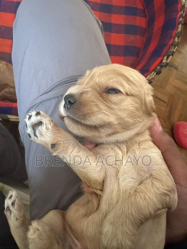 1-3 months Female Purebred Cocker Spaniel - thumbnail 2