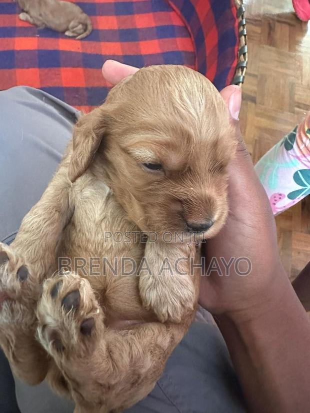 1-3 months Female Purebred Cocker Spaniel - thumbnail 5