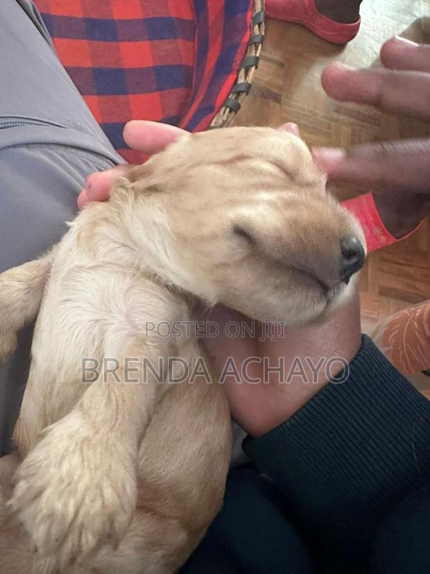 1-3 months Female Purebred Cocker Spaniel - thumbnail 6