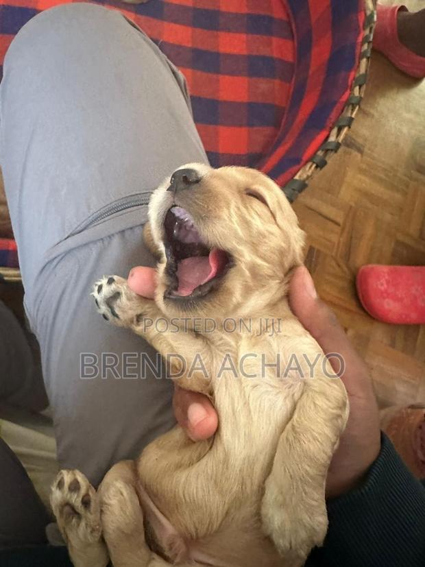 1-3 months Female Purebred Cocker Spaniel - thumbnail 7