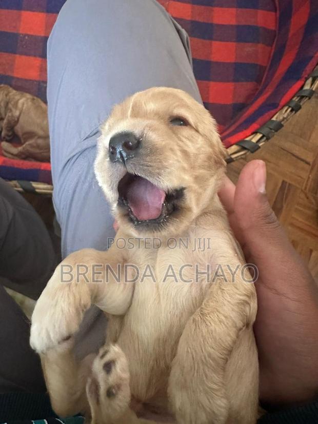 1-3 months Female Purebred Cocker Spaniel - thumbnail 8