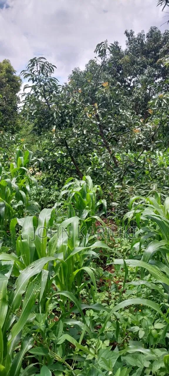 2 Acres of Land in Makuyu With Ready Hass Ovacados on Sale.