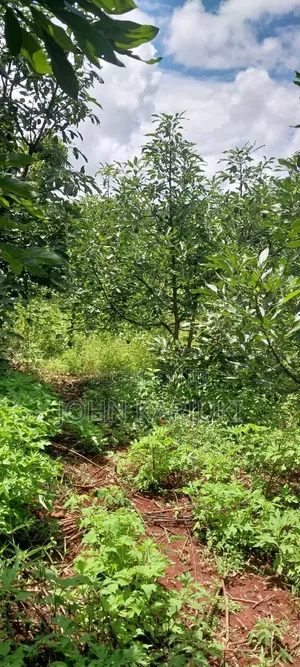 2 Acres of Land in Makuyu With Ready Hass Ovacados on Sale.