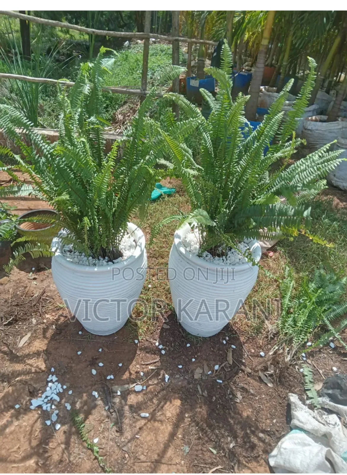 Potted Fern