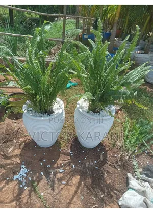 Potted Fern