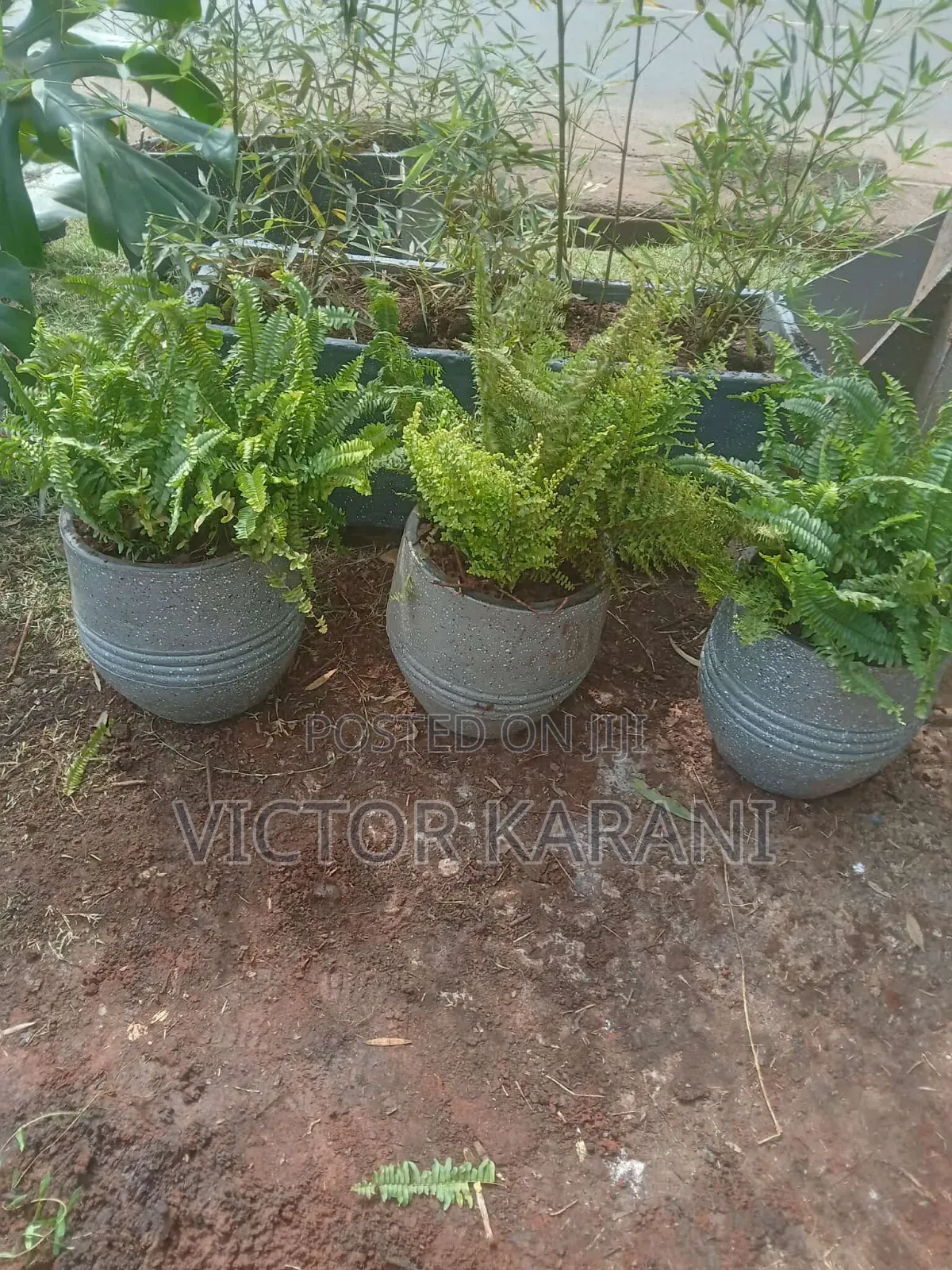 Potted Fern
