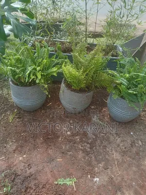 Potted Fern