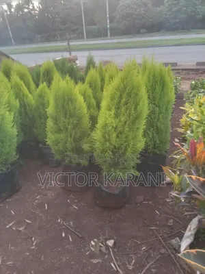 Ornamental Cypress