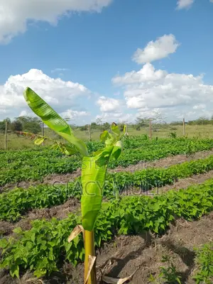 Plot for Sale