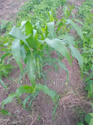 Plot for Sale