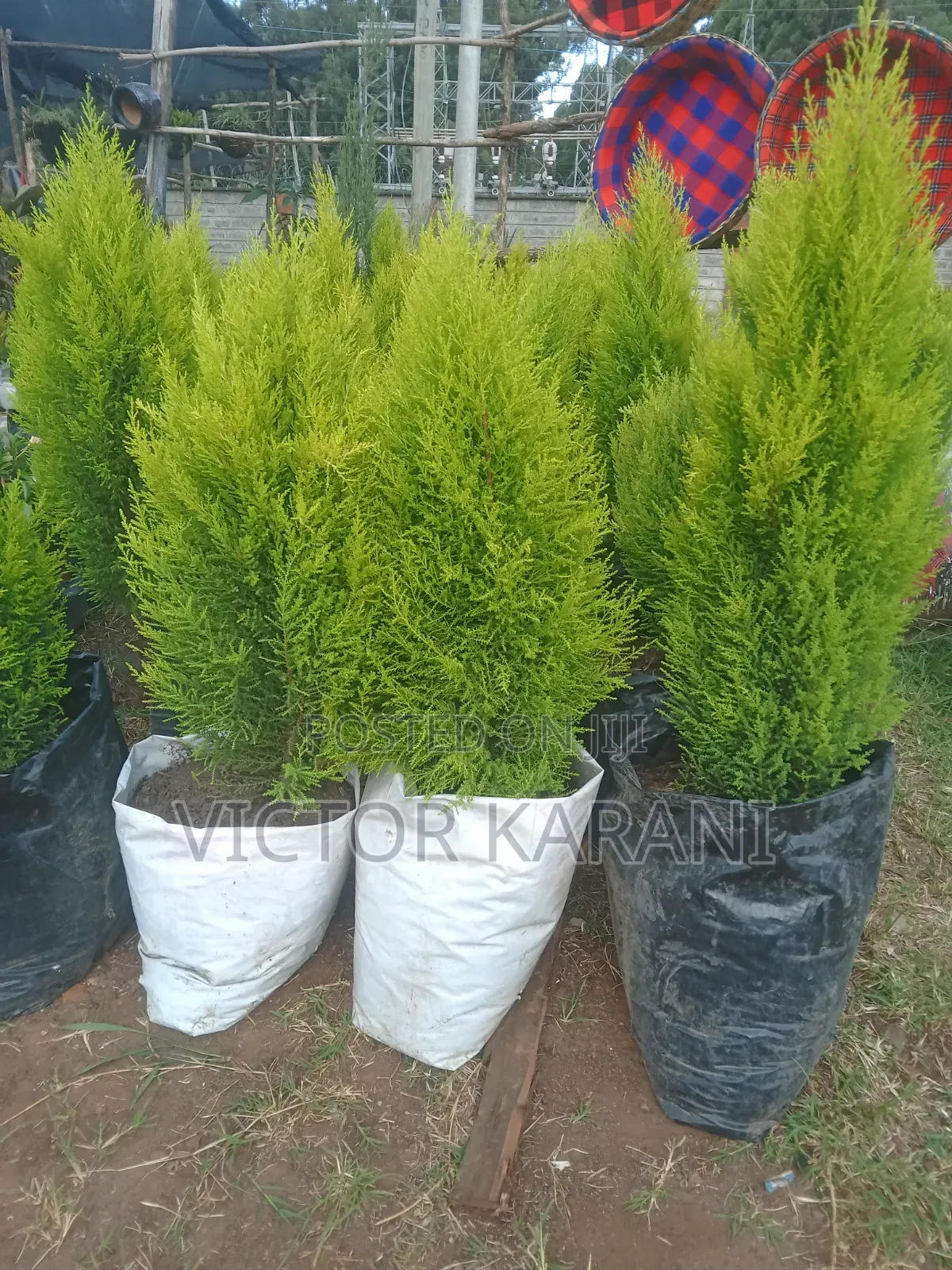 Ornamental Cypress