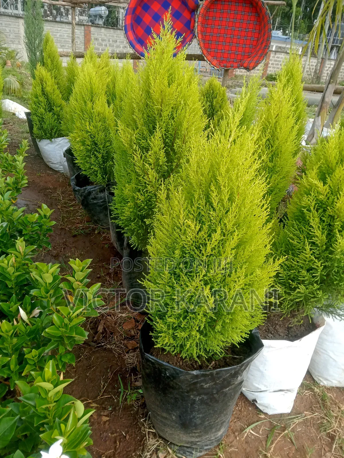 Ornamental Cypress