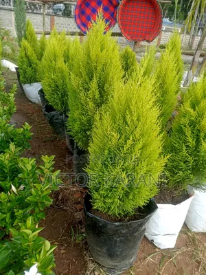 Ornamental Cypress
