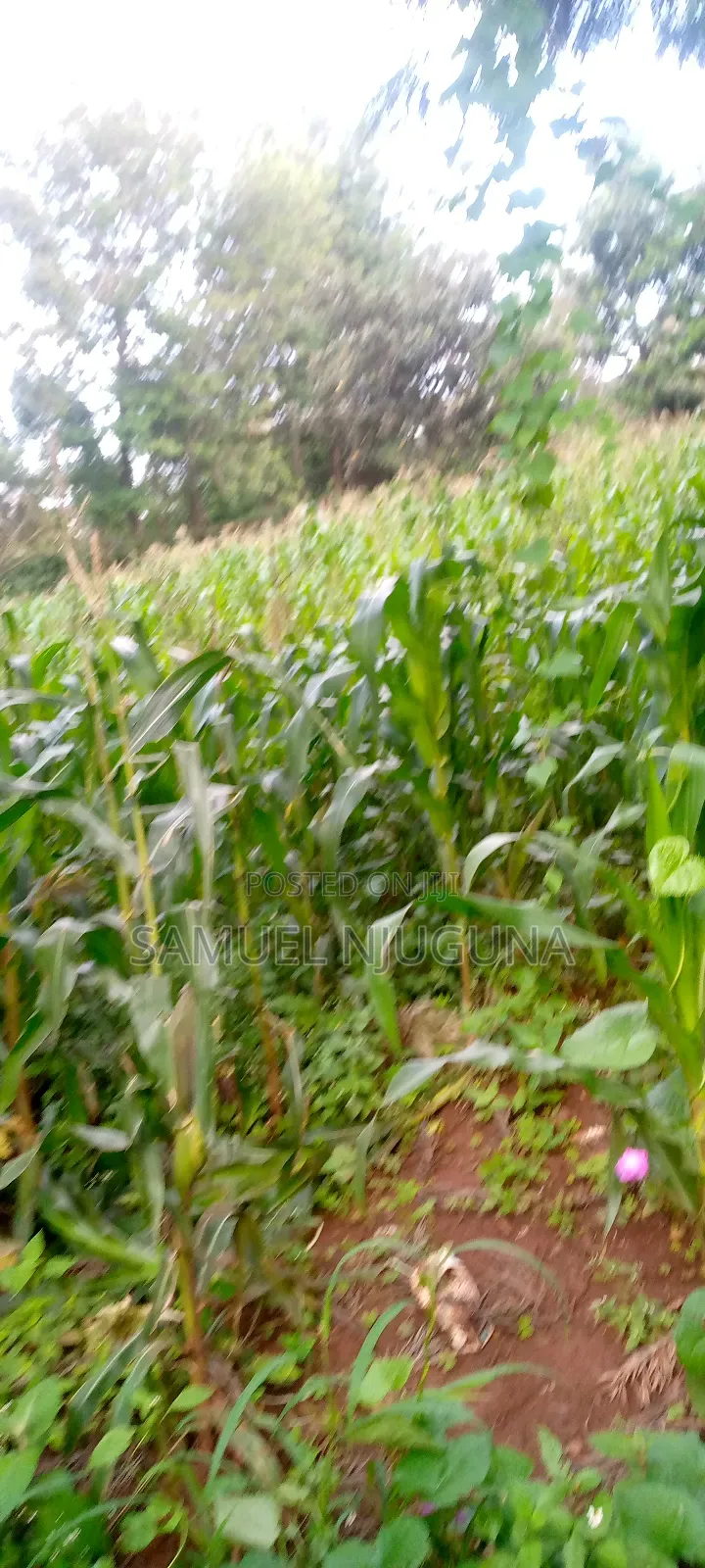Land for Sale Ngong Karen