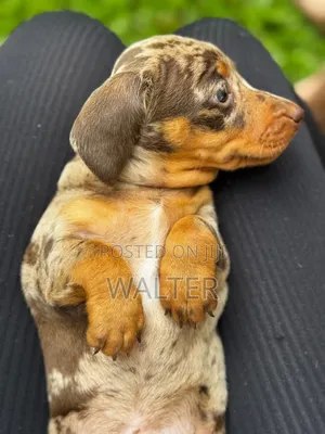 1-3 months Female Purebred Dachshund