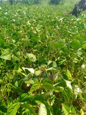 2 Acres for Sale in Tharaka -Nithi