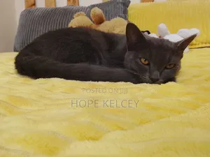 6-12 months Male Mixed Breed Russian Blue