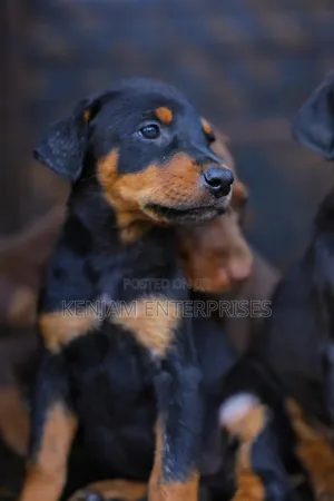 1-3 months Female Purebred Doberman Pinscher