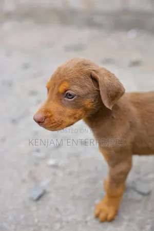 1-3 months Male Purebred Doberman Pinscher