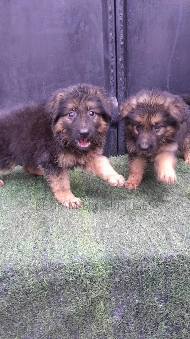 1-3 months Male Purebred German Shepherd