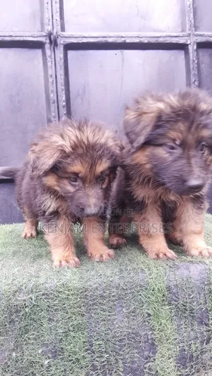 1-3 months Male Purebred German Shepherd
