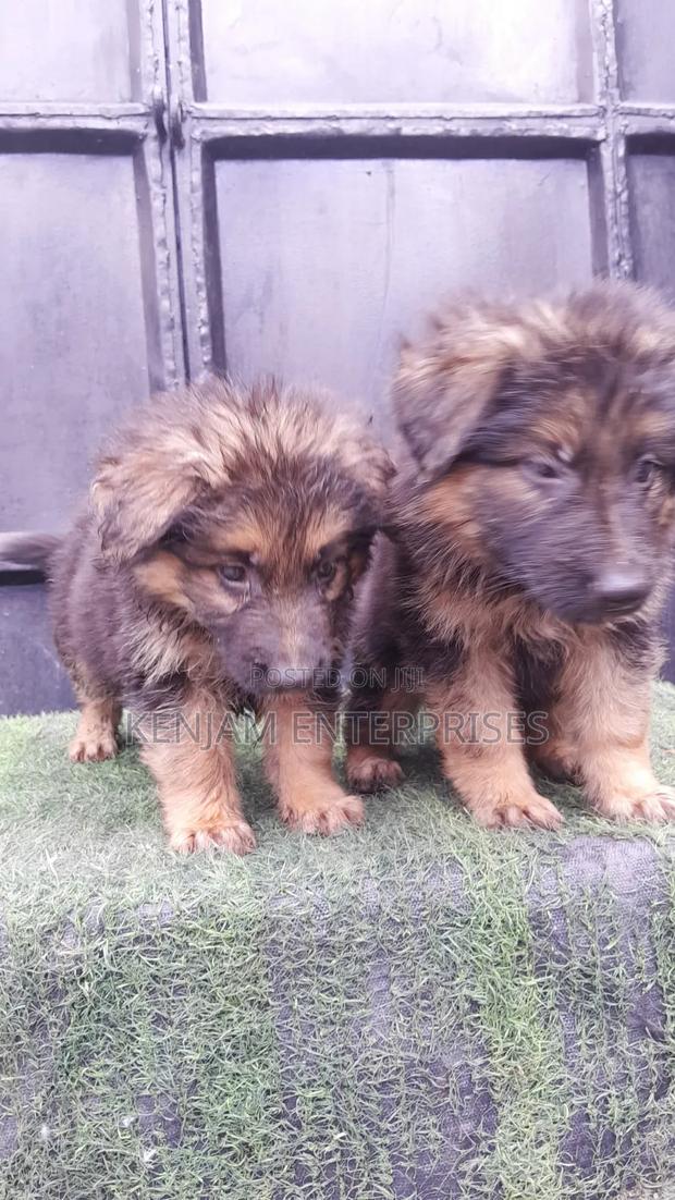 1-3 months Male Purebred German Shepherd - thumbnail 2