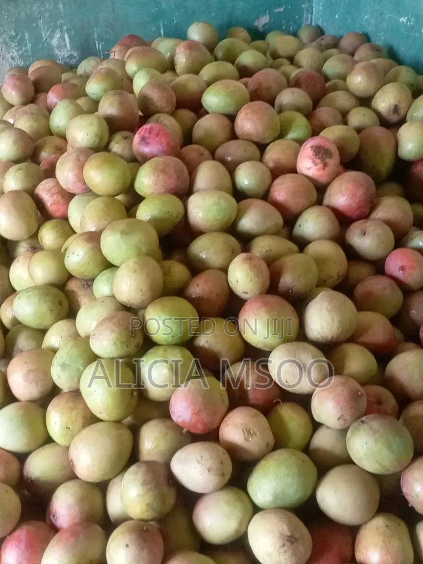 Whole Sale Mangoes Available in Wakulima Market Nairobi