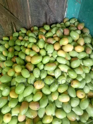Whole Sale Mangoes Available in Wakulima Market Nairobi