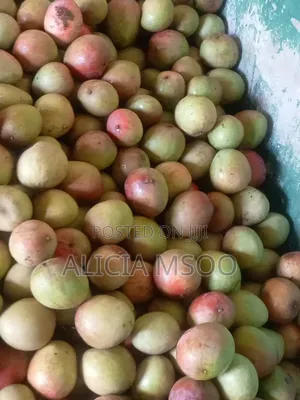 Whole Sale Mangoes Available in Wakulima Market Nairobi