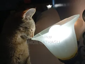 3-6 months Female Mixed Breed American Shorthair