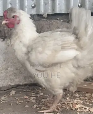 Kienyeji Chicken