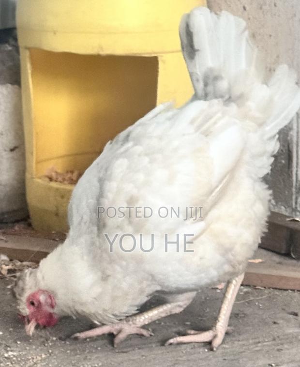 Kienyeji Chicken - thumbnail 2