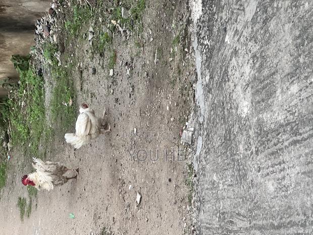 Kienyeji Chicken - thumbnail 3