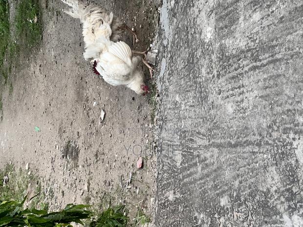 Kienyeji Chicken - thumbnail 4