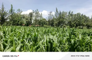 One Acre Musembe Kipkaren With Title