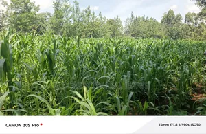 One Acre Musembe Kipkaren With Title