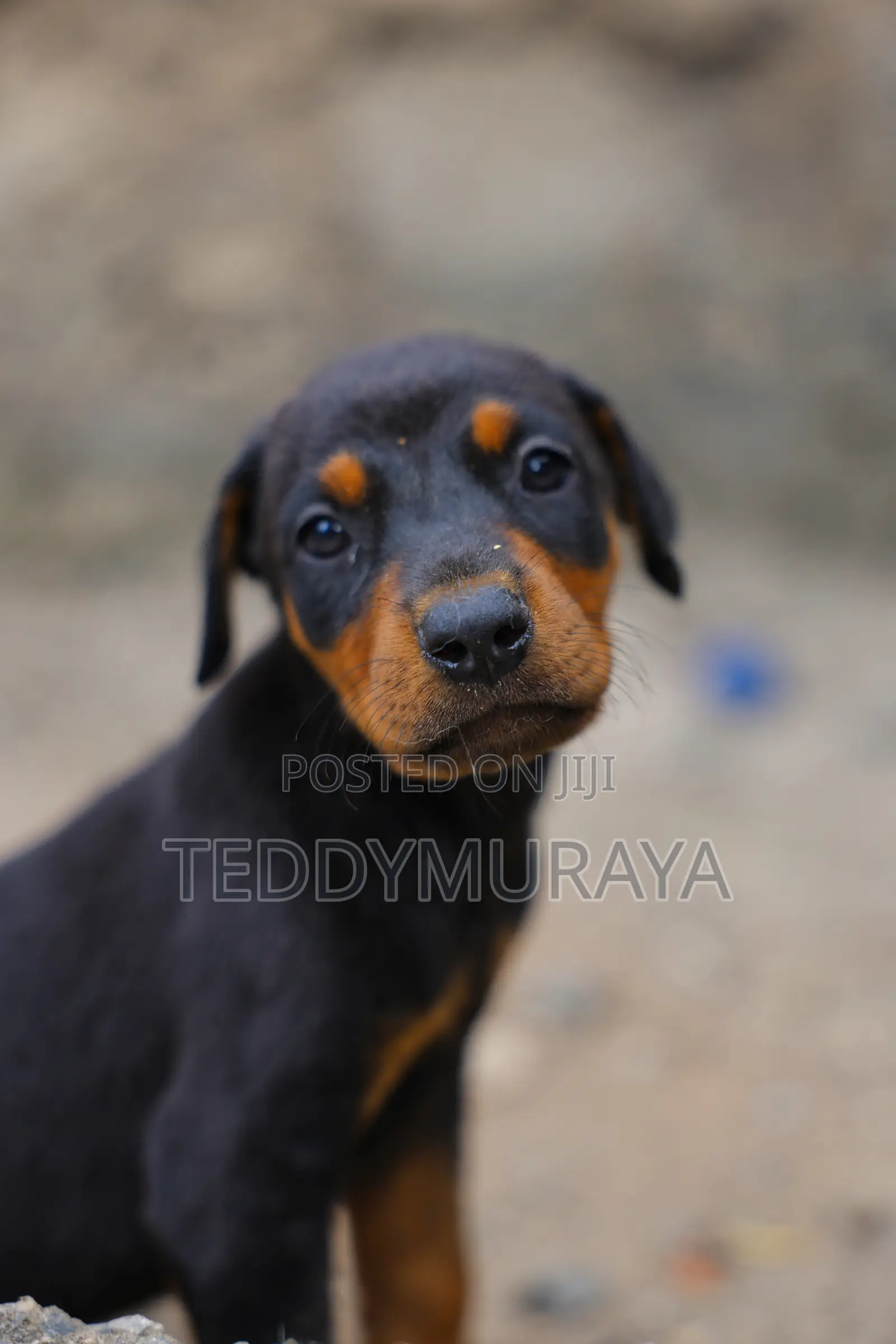 1-3 months Male Purebred Doberman Pinscher