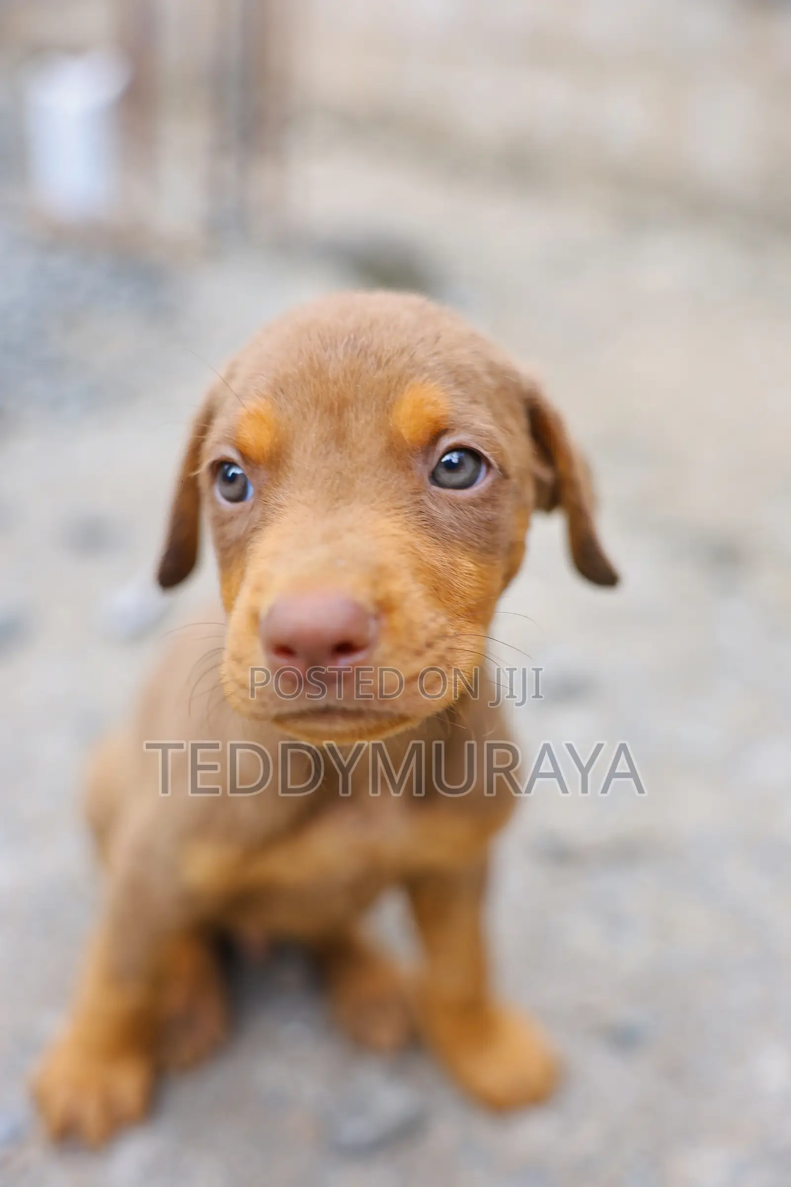 1-3 months Male Purebred Doberman Pinscher