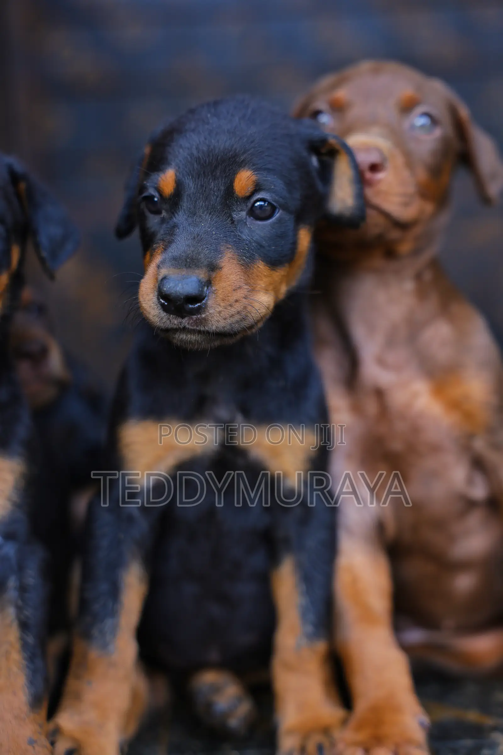 1-3 months Male Purebred Doberman Pinscher