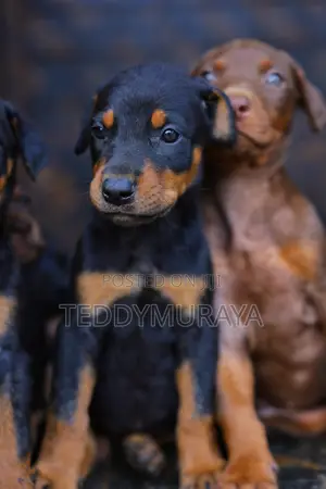 1-3 months Male Purebred Doberman Pinscher