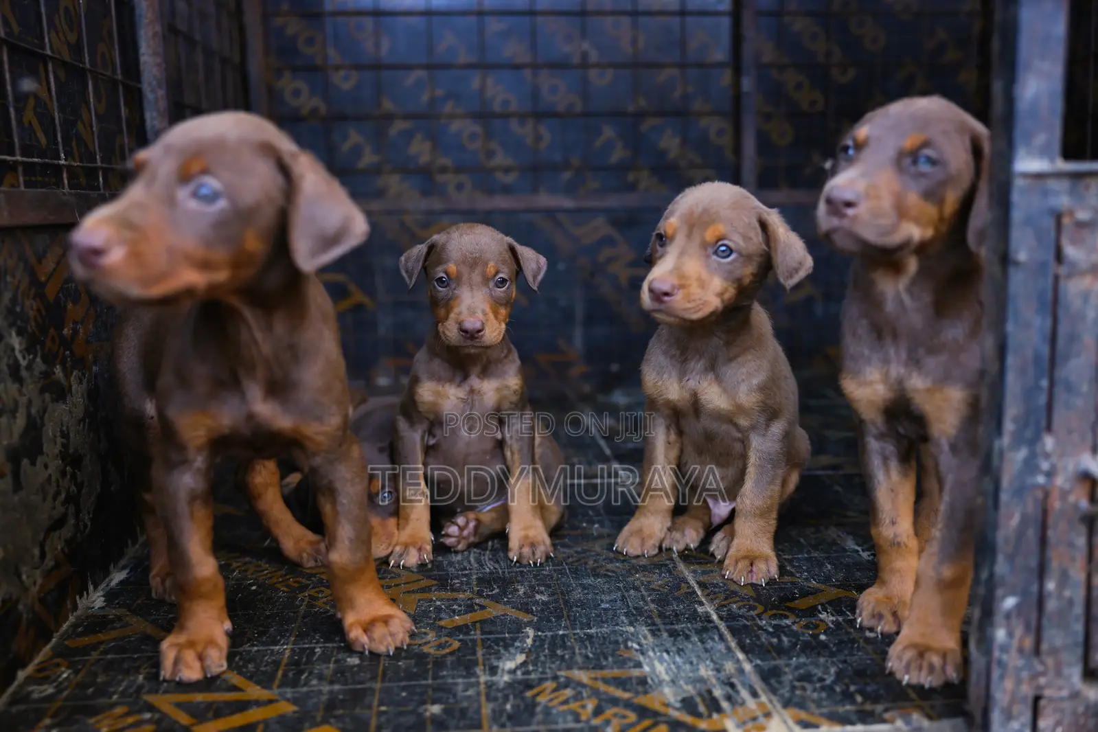 1-3 months Male Purebred Doberman Pinscher