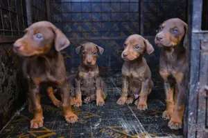 1-3 months Male Purebred Doberman Pinscher