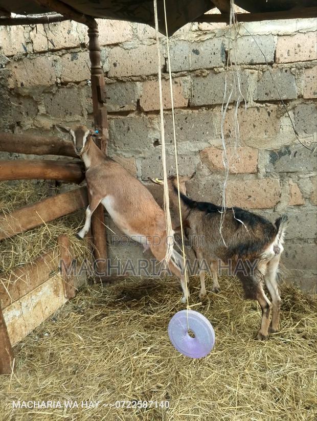 Home of Quality Dairy Goats Ruiru