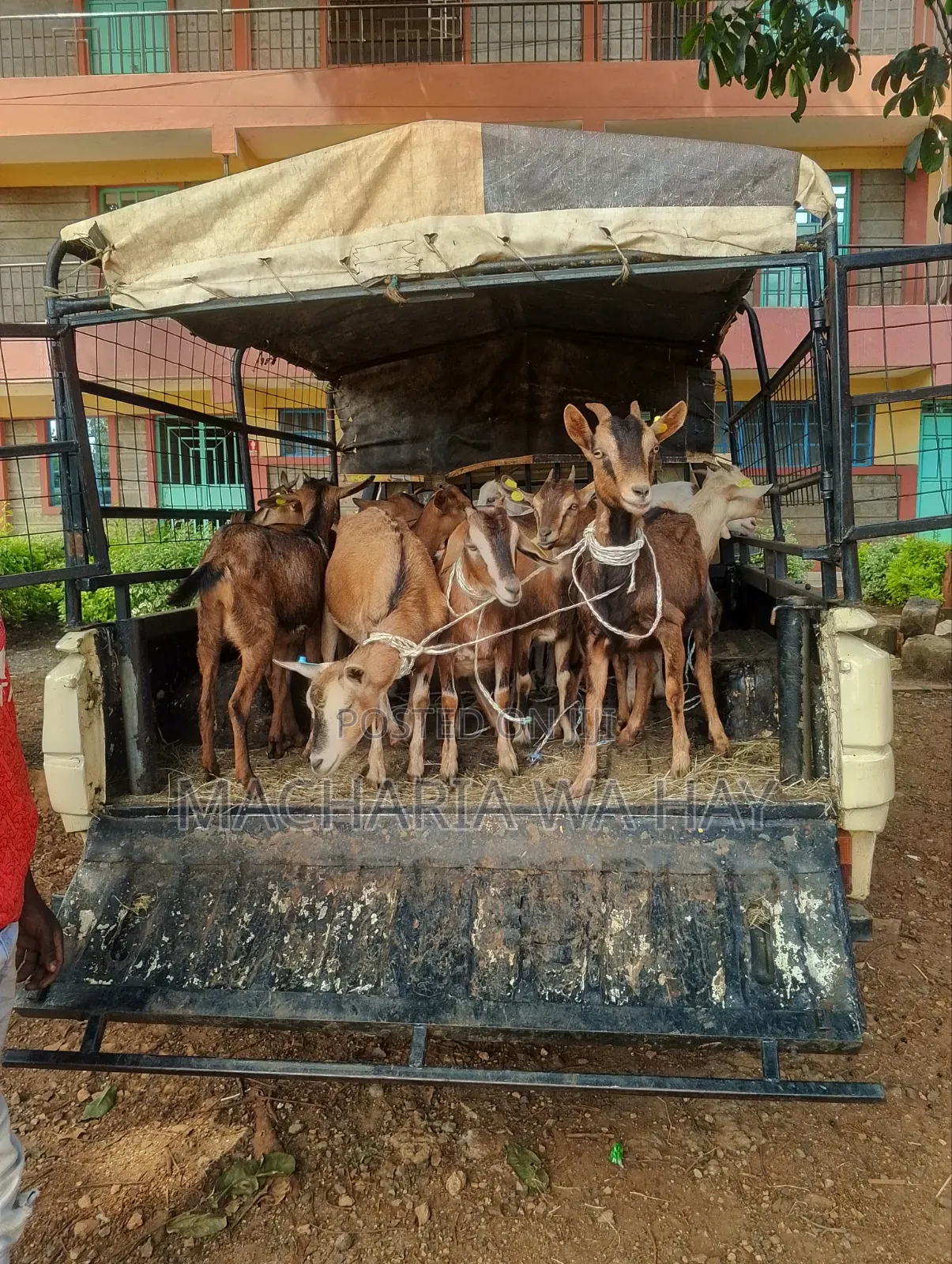 Goats