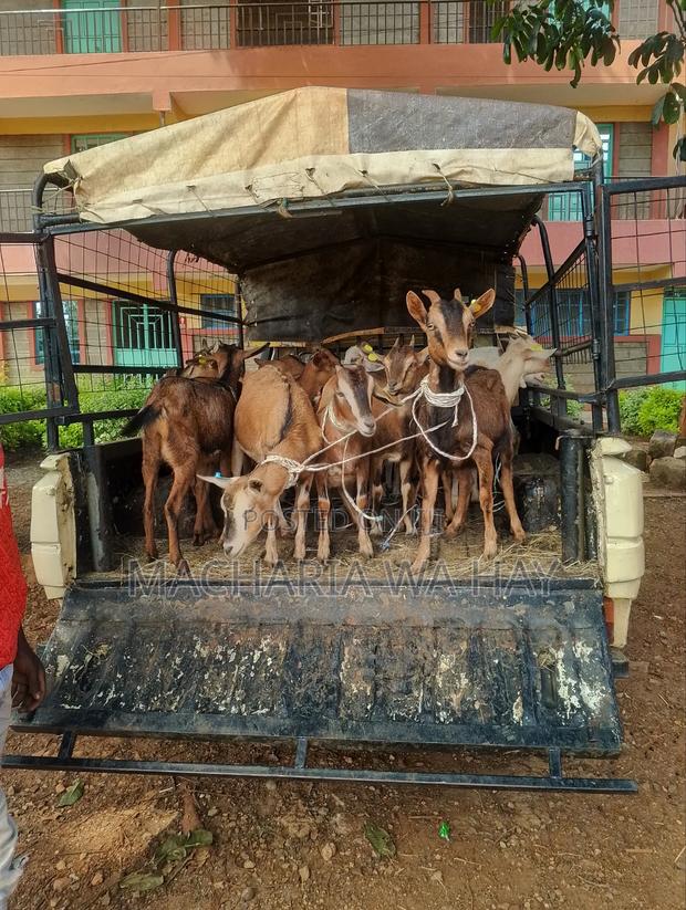 Goats - main view