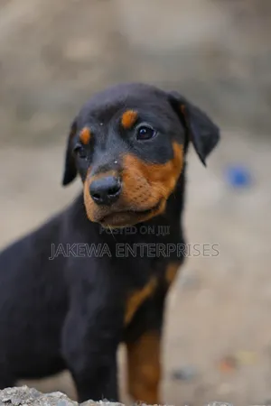 1-3 months Male Purebred Doberman Pinscher