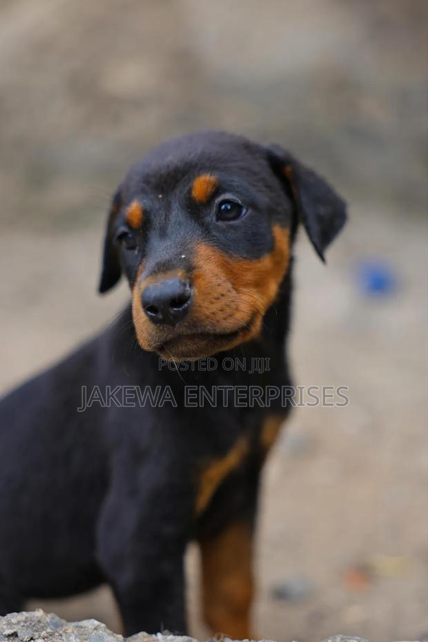 1-3 months Male Purebred Doberman Pinscher