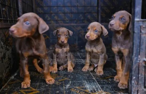 1-3 months Male Purebred Doberman Pinscher - main view