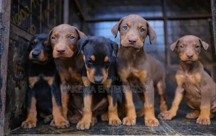 1-3 months Female Purebred Doberman Pinscher